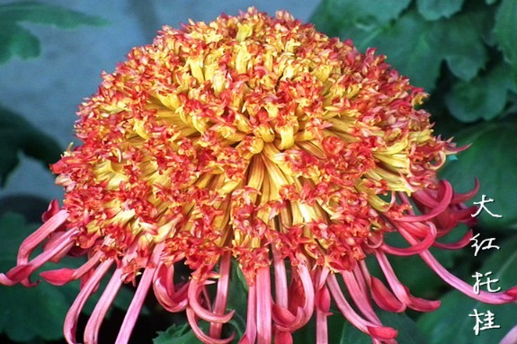 喜欢菊花，就养盆“珍稀名菊”大红托桂，似金蕊红服，美艳妖娆