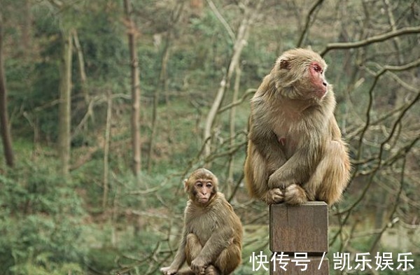 猴子|生肖猴,你名字中若带有这些“字”,一生福泽深厚,财源不断!