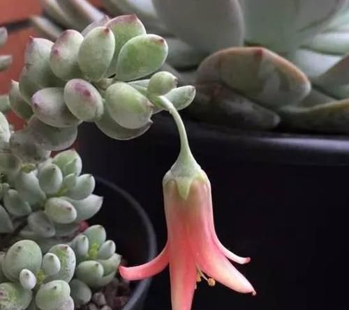 多肉开花会要命?养盆达摩福娘,做到3点,无需犯愁观花赏叶