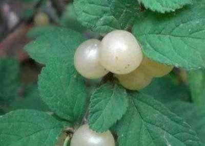 常吃|女性常吃此物,皱纹少,色斑少,视力越来越好,很多人都没吃过