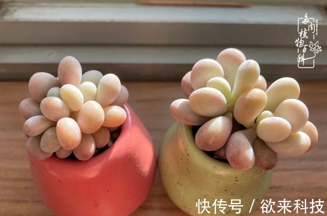 柴米油盐的日子,养几盆多肉吧,为生活添几抹色彩!