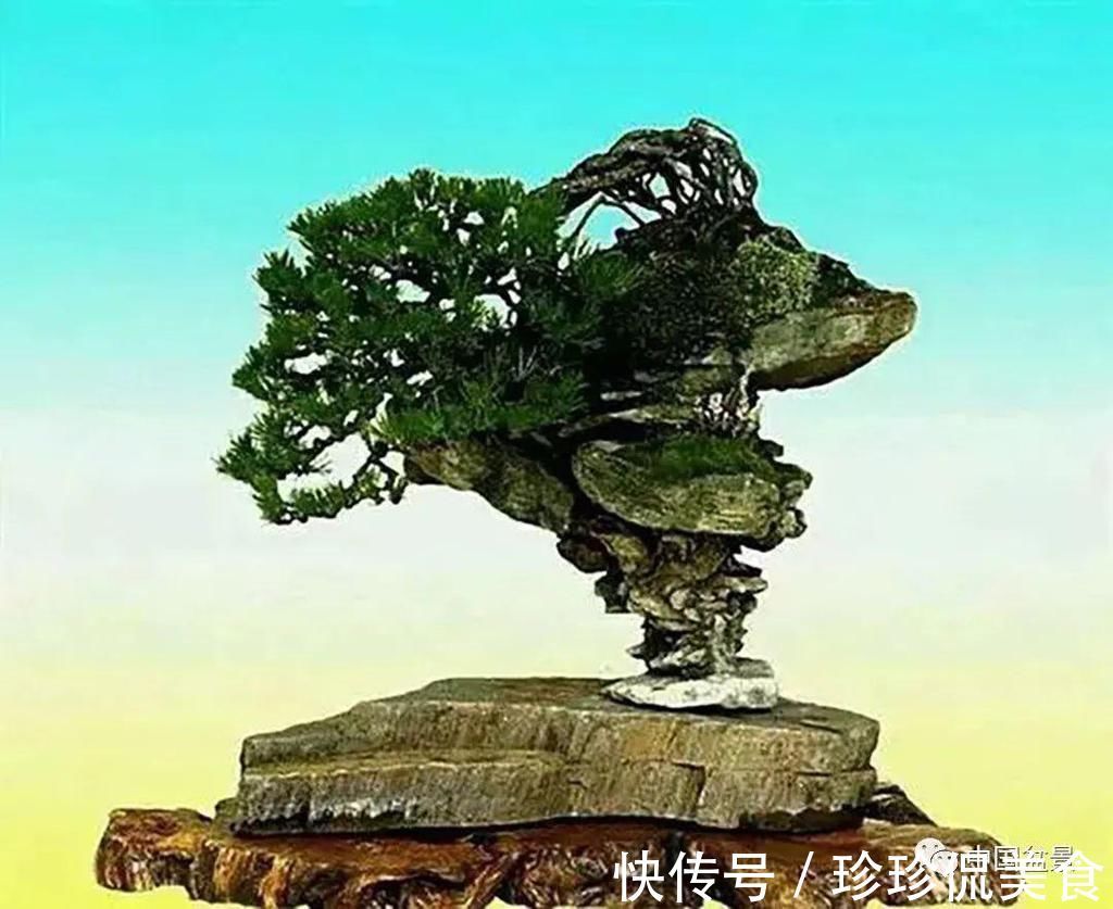 极品附石山松盆景，见过的人都忍不住竖起大拇指！