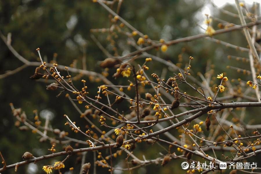 暗香|壹图集｜泰城五处赏梅寻香地盘点，不容错过的暗香涌动