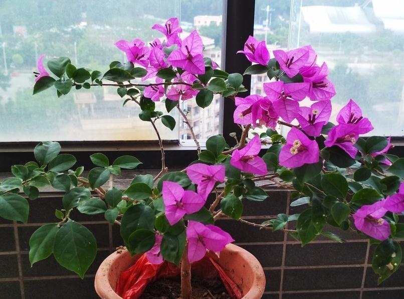 适合新手养的五种花，客厅阳台养两盆，赏花大半年