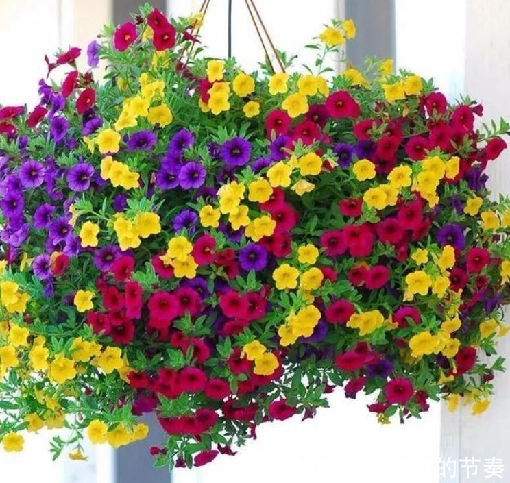 4种花比绿萝更好养,比玫瑰更漂亮,随便养都能活,家变花海