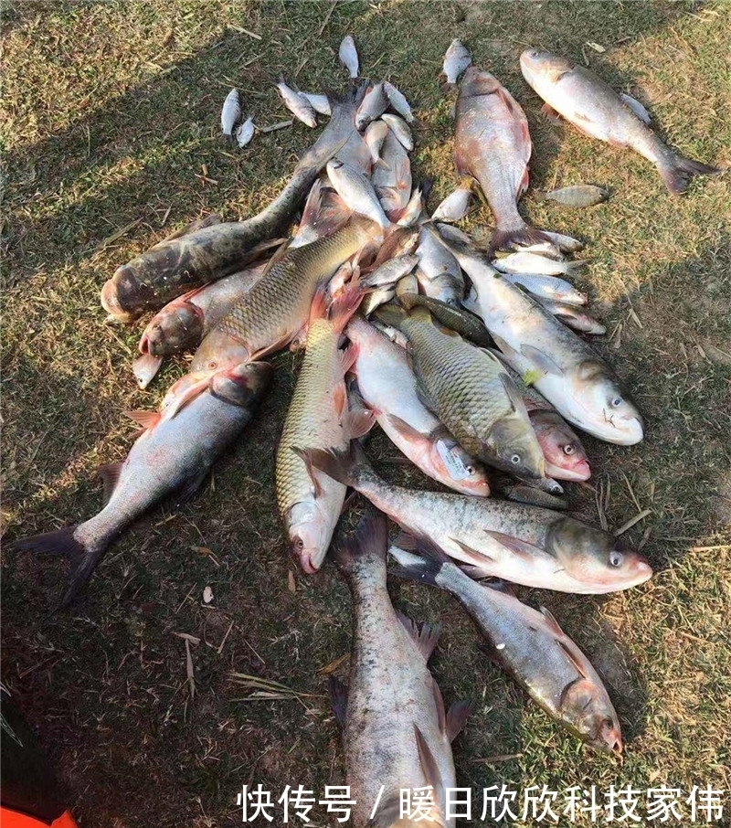 春钓鲢鳙攻略,只要有鱼一定有收获,麒麟臂和极端饵料必不可少