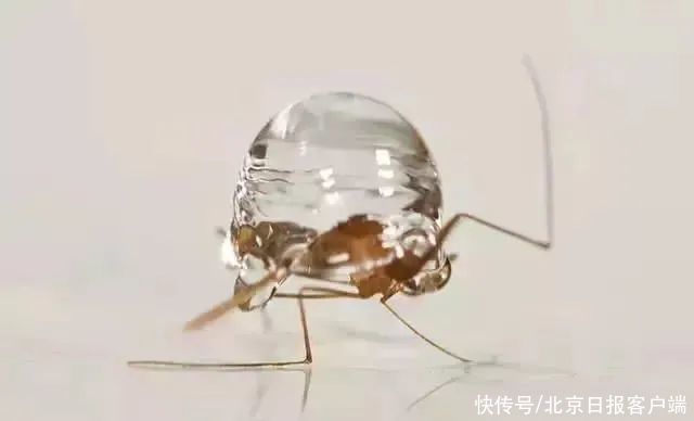 知识|长知识!蚊虫叮咬指数是如何预测得到的?