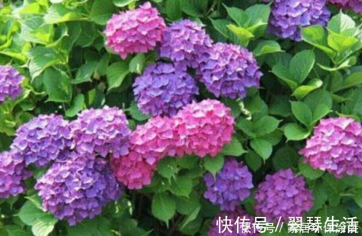 家养这些植物,花期长、花量大,好养又漂亮,你养了吗?