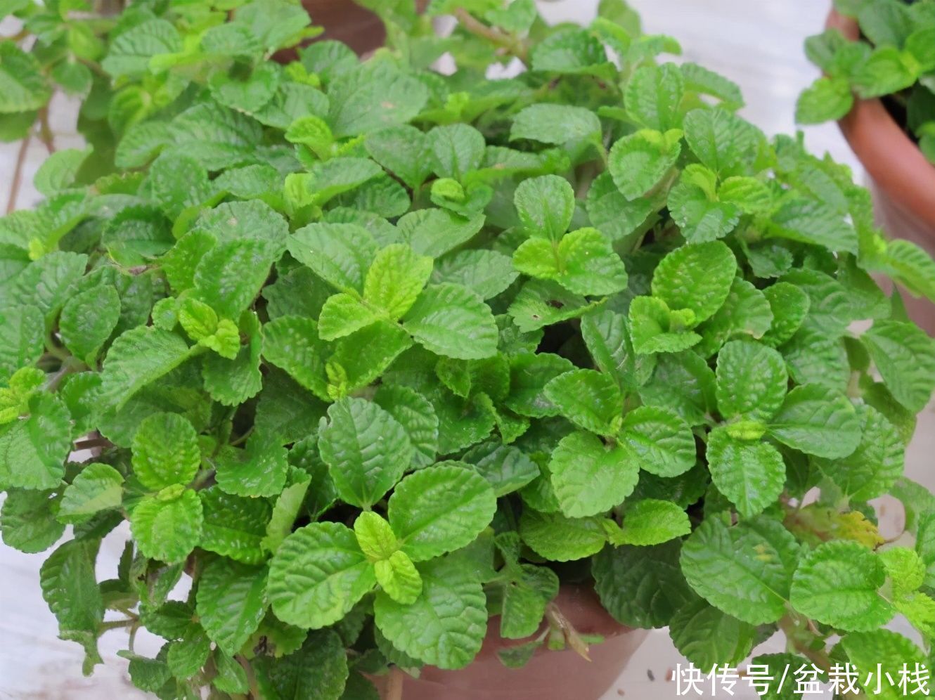 室内养花,就养4种“空气卫士”,人称天然净化器