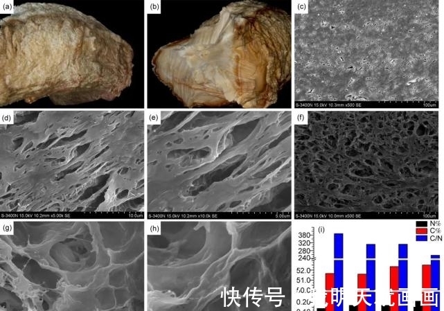 科学家们@一块卖出百万高价，太岁究竟是什么东西？科学研究揭开太岁之谜