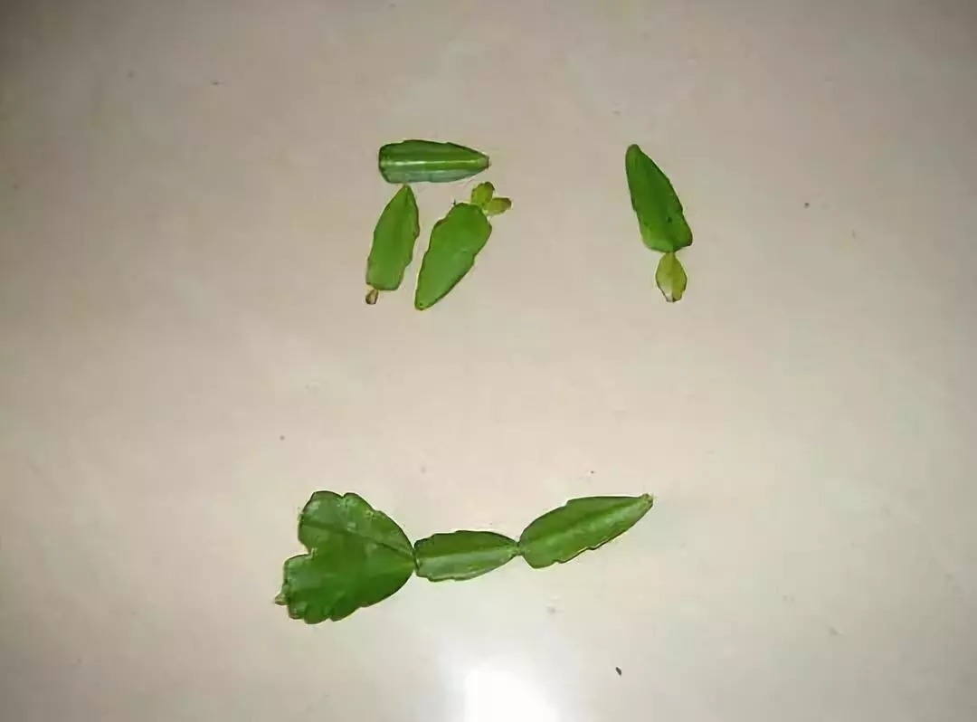 嫁接|这东西和蟹爪兰天生一对,嫁接百分百活,轻松变身蟹爪兰大树!