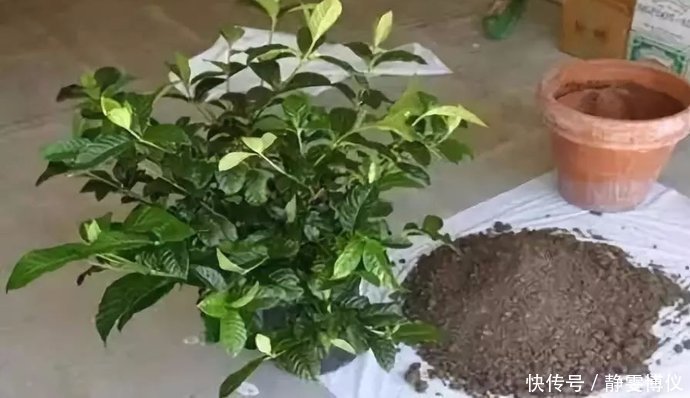 养花不用买土,用这几样东西掺一块儿,种什么花草都旺