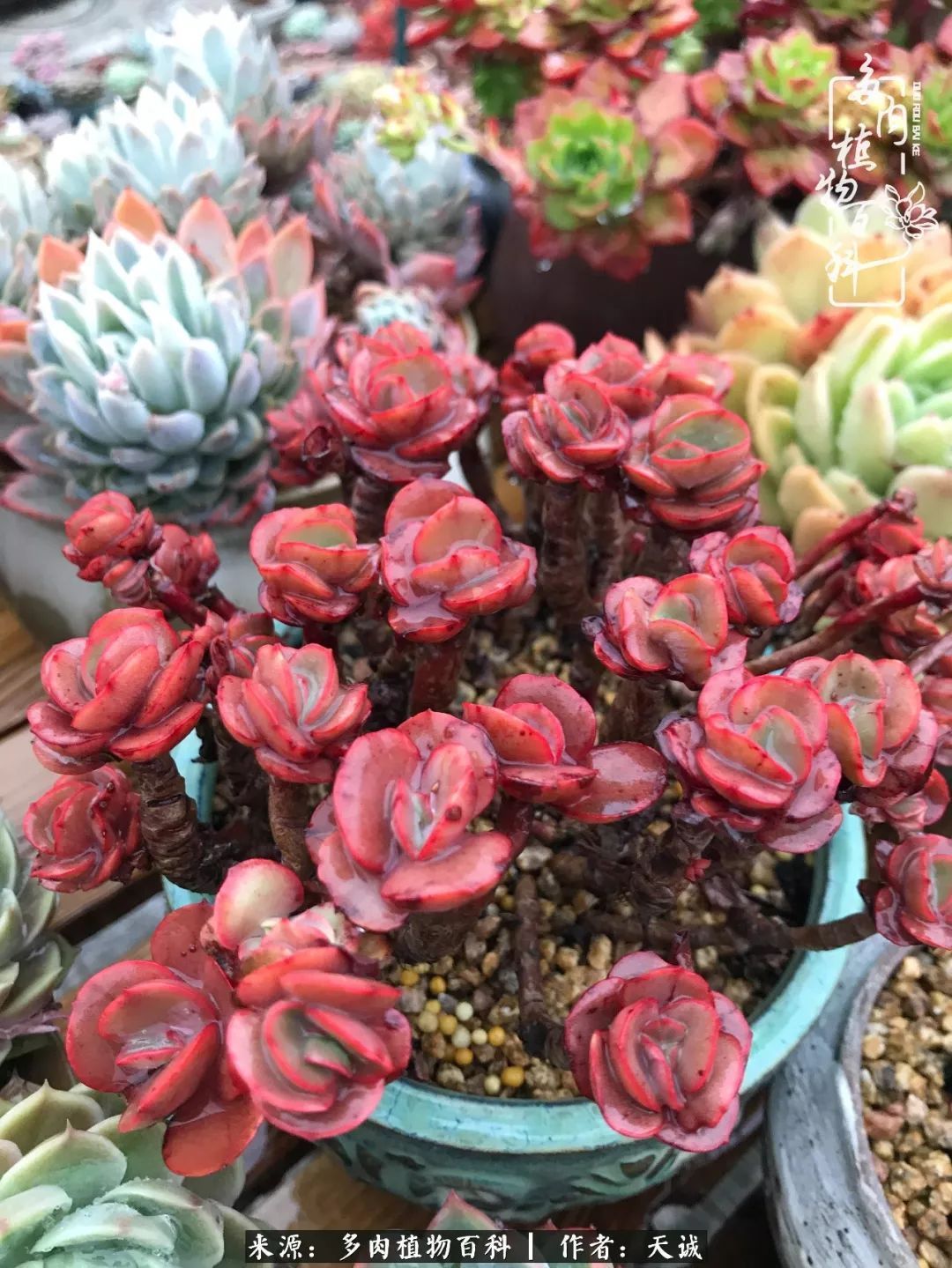 吃饱喝足,包邮区的多肉养精蓄锐准备渡劫!