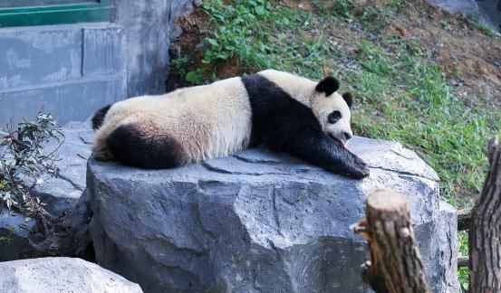 健康|2种睡姿一出现，当心是大病来临！4种睡姿健康排名表，快来看一看