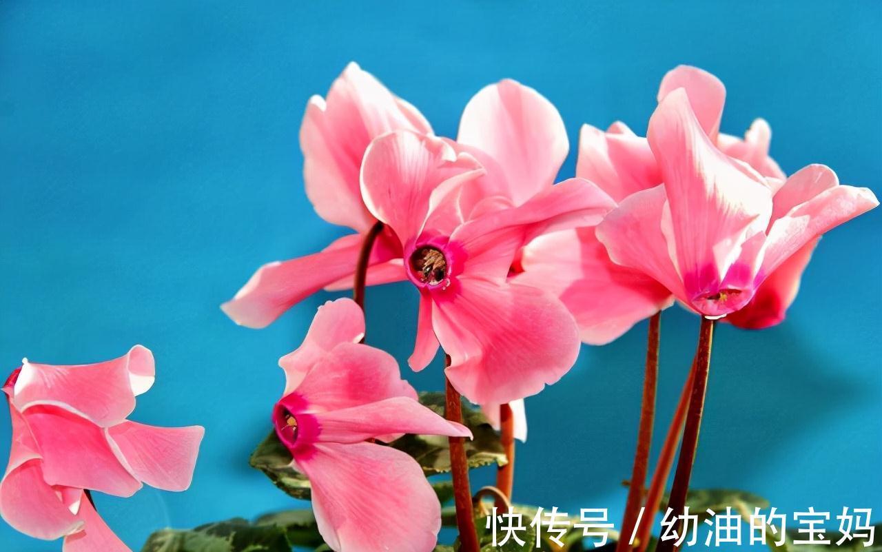 这“三种花”需要旱养,不能被雨淋,叶子也不能沾水,可别大意了