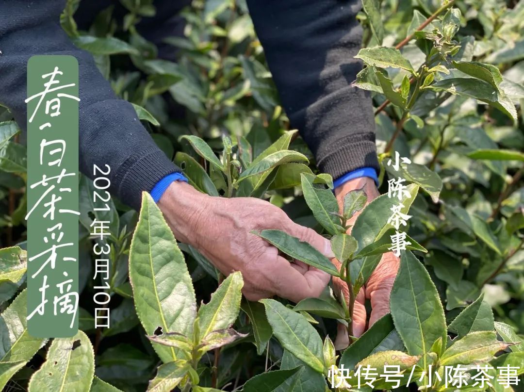 白茶&今日雨水，聊聊大家最关心的春白茶话题，3个干货助你看懂春白茶