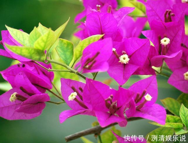 养护|家里的三角梅开败后迟迟不复花,做好几点,不到一月就花开爆盆