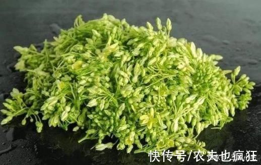 木槿花|8种长在树上的野菜，构树花、核桃花、榆钱、槐花，你吃过几种?