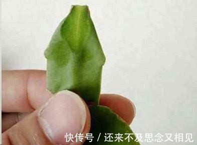现在把蟹爪兰嫁接到仙人掌上，不用管，秋天也能开成瀑布！