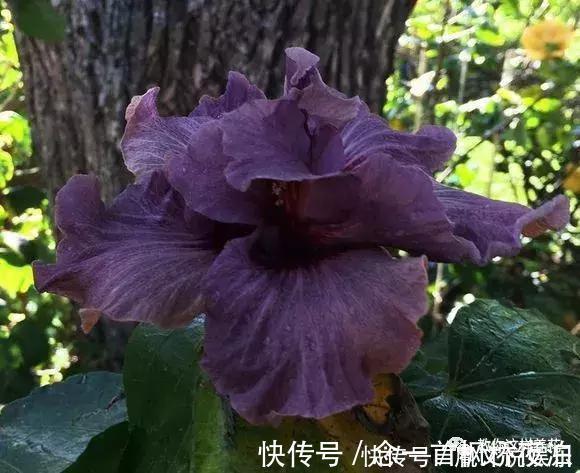 扶桑|1种花一开就是300多天，好养又漂亮，新手懒人都能养！