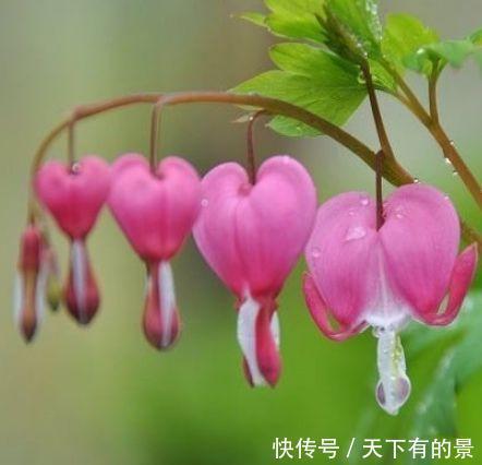 “3种花”养家里,满屋飘香,比香水还好闻,你养了吗?