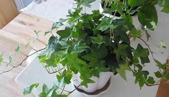 这5种花耐阴又好养,净化空气一级棒,家里养1盆,异味都消失