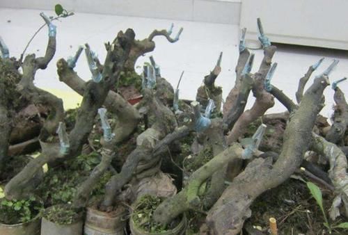 花卉|“1种树”不怕寒冬,在12月份中旬种植,6年后就值钱,观赏价值高