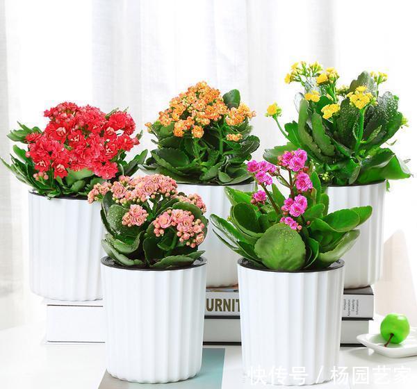 太阳花|天凉后,建议扦插4种花,“生根”后稍加养护就开花