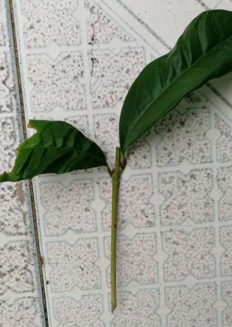 生根比较|天热了就插4种花,生根快长势好,一插一大盆