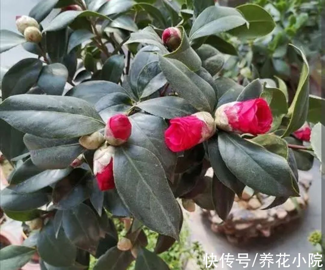 酸性|茶花不好养？掌握5个“技巧”，就能养得花繁叶茂