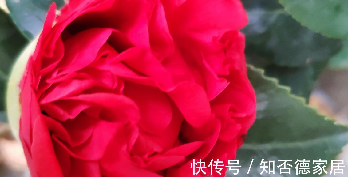 克瑞墨大牡丹，开花了，太漂亮了，赶紧去养一盆