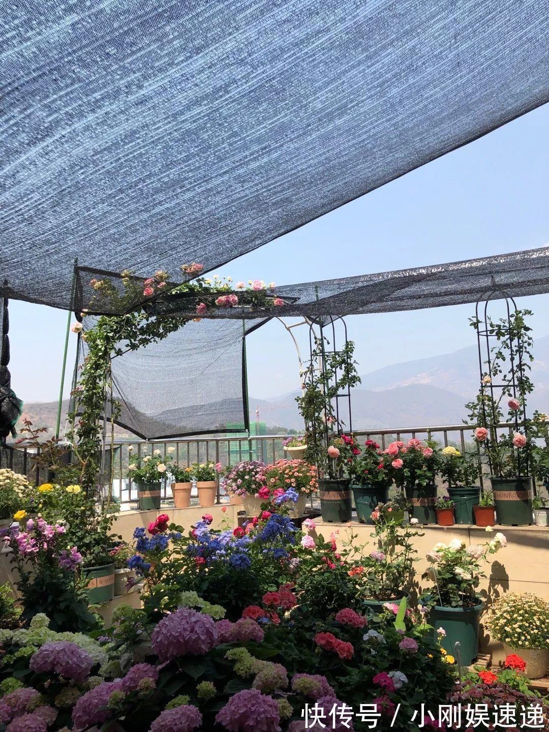 叶片|10种花特怕晒,越晒越黄叶,搬阴凉地儿才能活!