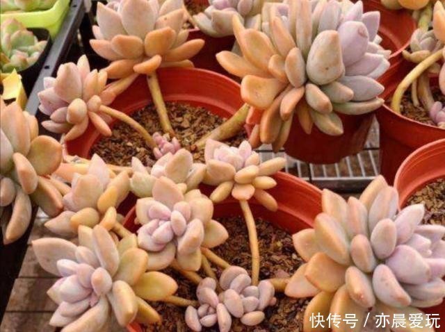 回事|多肉植物，叶子软趴趴的是怎么回事？检查这3个方面