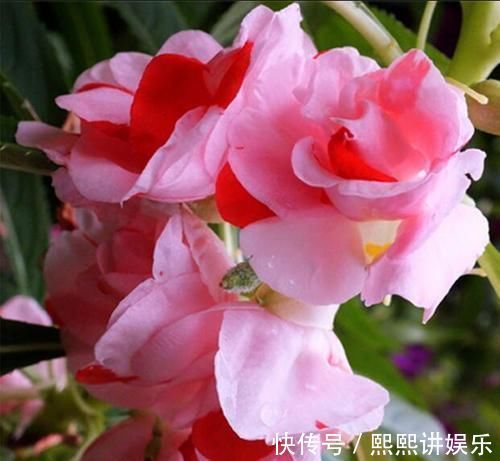 此花,比茉莉好看,比月季开花多,层层叠叠似牡丹,能开300天