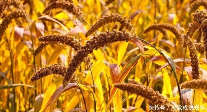 饮食文化|饮食文化:来看看古代百姓一日三餐吃什么?