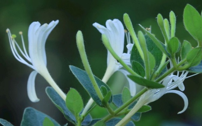 肝毒|肝毒最怕的3种食物,每天喝一杯,远离肝病困扰,更长寿