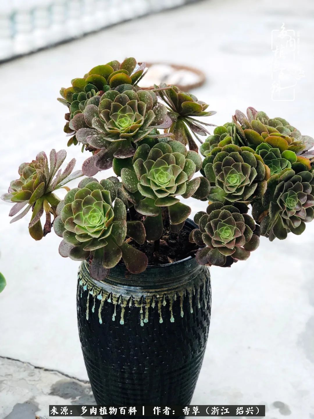 阳台上的一亩三分地，我愿与你一起，与时光媲美！