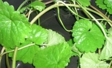 好处|见到此物,它的叶子一定要摘回家,好处不请自来,分享给家人吧