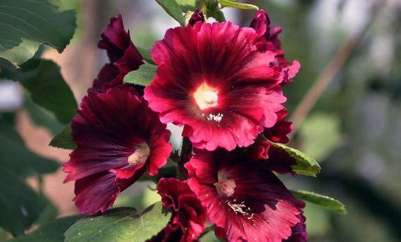 4种花是花中劳模,家里充满色彩感,阳台变成小花园