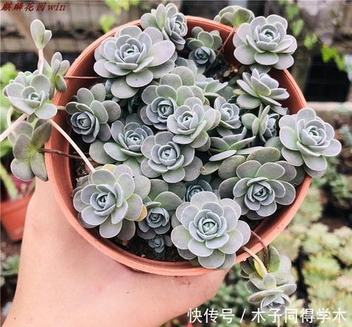 4种多肉植物,耐寒又好养,下雪天照样美美哒,不养真亏!