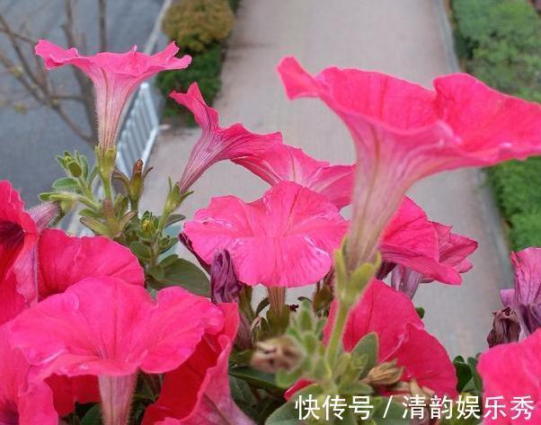 室内养花,盆栽首选懒人花,这4款适应性强、花期长、花量还大
