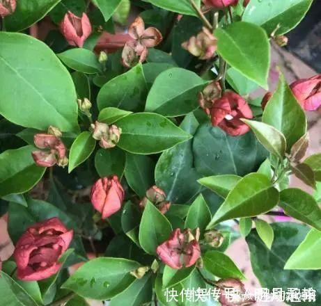 暗斑|11种新品种三角梅叶子花介绍快来看看你是不是都认识