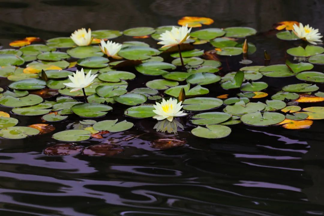 小松|今夏第一朵！芙蓉出水