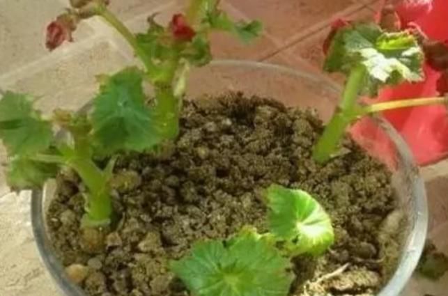 枝条|5种花不用买?掐个枝条就能繁殖一大盆,省钱又实用,好养