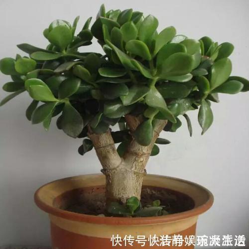 家里摆上10种花，越来越兴旺、发达，个个都是“吉祥”花