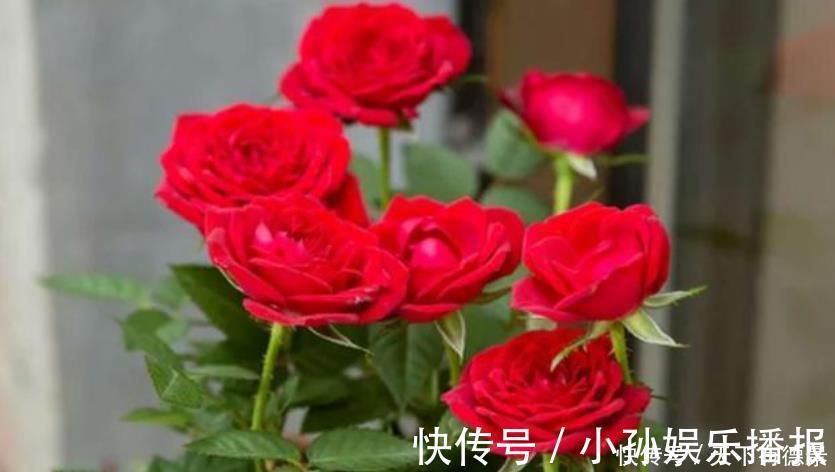 玫瑰花|3种花很适合阳台养，花香四溢，一开就是300多天，好养又漂亮！