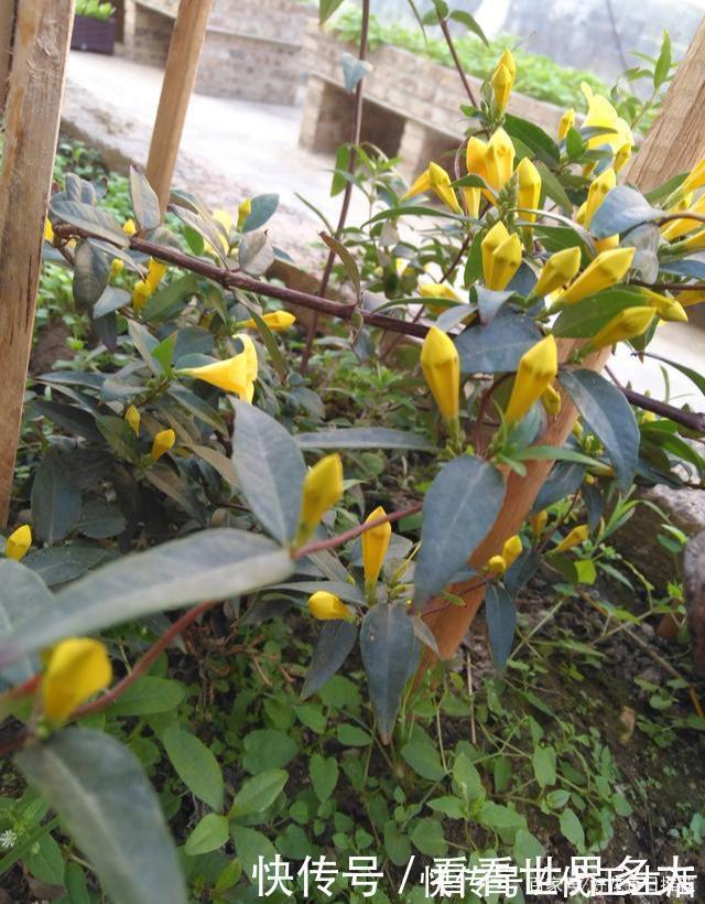 香水花|这种“香水花”,家里摆上一盆,满屋飘香,轻松爆盆