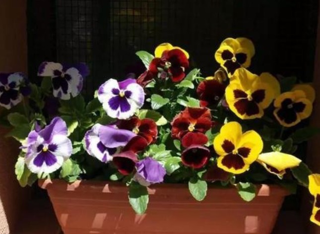 有“3种花”，养在阳光下面，才能长得枝繁叶茂，夏季再晒也不怕