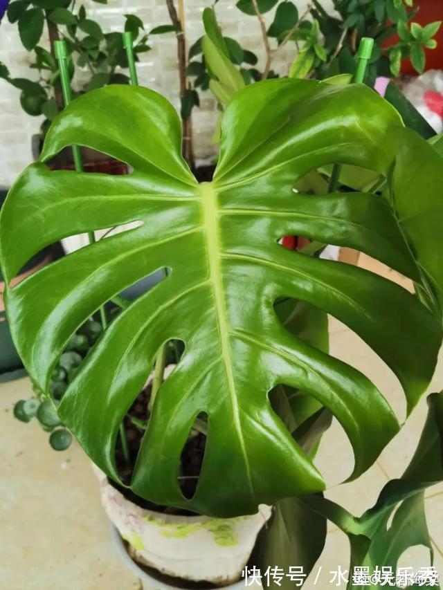 6种杀菌花，杀菌去异味，家里空气更干净！