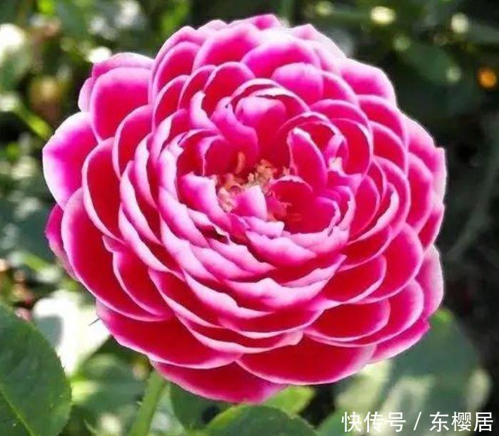 养花就养个花期长的,花大色艳,妖艳妖娆,层层交叠